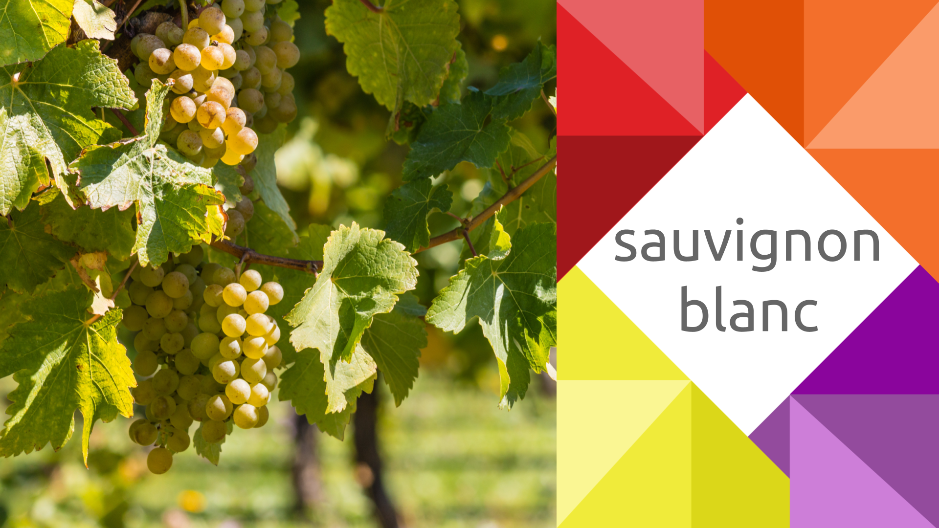 Scopri di più sull'articolo Linea Selection – Il selvatico Sauvignon Blanc